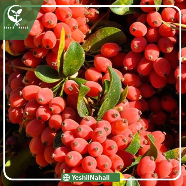 نهال زرشک بیرجند